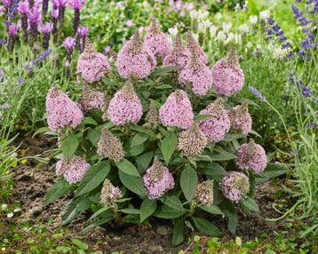 Vlinderstruik Buddleia Little Rockstars Pink: De Ster van..., Ophalen of Verzenden, Vlinderstruik, Struik, 100 tot 250 cm