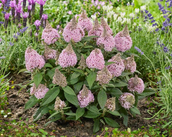 Vlinderstruik Buddleia Little Rockstars Pink: De Ster van..., Tuin en Terras, Planten | Struiken en Hagen, Vlinderstruik, Struik