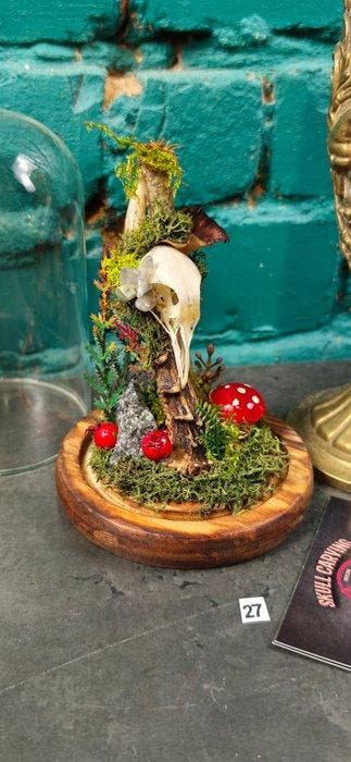 duif Schedel - Columba - 16 cm - 12 cm - 12 cm - (1)