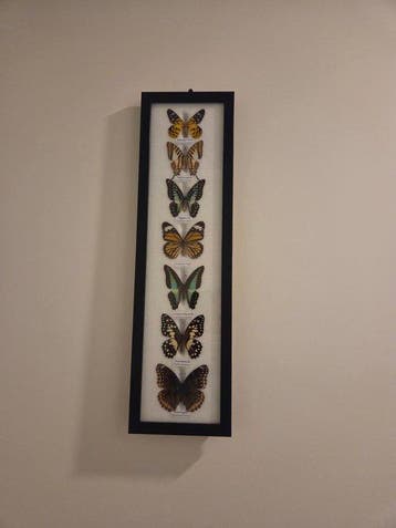 Vlinder Taxidermie volledige montage - Lepidoptera - 53 cm -, Nieuw