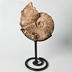 Ammoniet - Gefossiliseerde schelp - Mammites nodosoides, Verzamelen, Mineralen en Fossielen