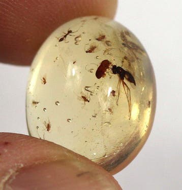 Copal - Barnsteen - Insects ready for a ring or pendant -