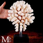 Exclusieve witte koraaltak - Elegante basis van hout en, Nieuw