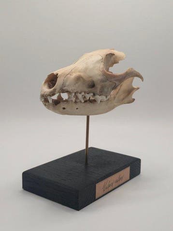 Rode vos Taxidermie volledige montage - Vulpes vulpes - 14, Nieuw