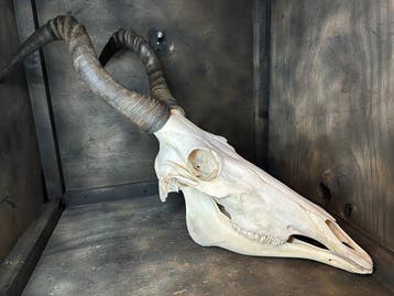Hartenbeest Schedel van een zoogdier - Alcelaphus - 71 cm -