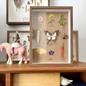 Verschillende planten en een vlinder. Taxidermie volledige