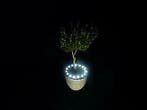Bloempot verlichting  Plant LED met stekker-trafo KOEL- WIT, Ophalen of Verzenden, Nieuw