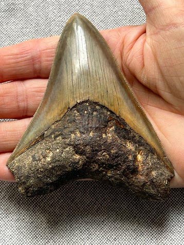Megalodon-tand 10,7 cm - Fossiele tand - Carcharocles, Verzamelen