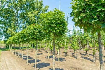 Acer platanoides Globosum halfstam 12/14 120cm stam