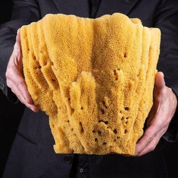 Extreem zeldzaam - Extra Groot - Natuurlijke badspons -