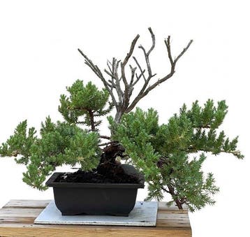 Jeneverbes bonsai (Juniperus) - Hoogte (boom): 20 cm -