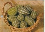 Cucumis Zeyherii sierkomkommertjes zaden, Ophalen of Verzenden, Nieuw