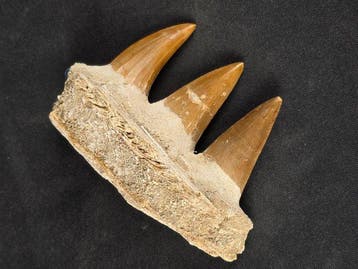 Mosasaurus - Fossiele tand - Mosasaur jaw from Morocco, Verzamelen