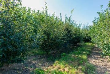 Prunus spinosa meerstammig 200-250