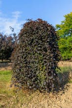 Fagus sylvatica Purpurea Pendula treurvorm 120cm stam