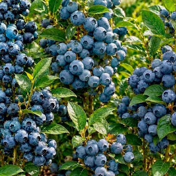 Blauwe Bes Oogstcollectie – 3 Planten, Tuin en Terras, Verzenden