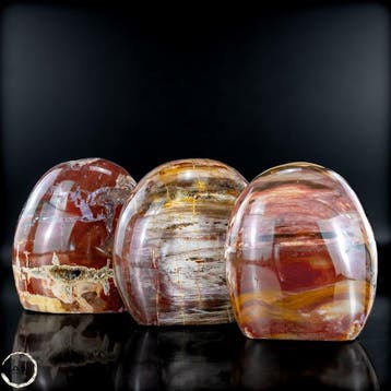 Prachtige set van versteend hout – Vrije vormen- 1379.42 g -
