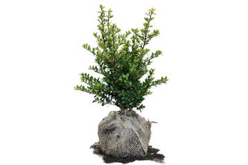 Japanse Hulst Green Hedge, Buxus-vervanger - Groenblijvend!, Tuin en Terras, Ophalen of Verzenden, Hulst, Haag, Minder dan 100 cm