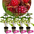 Rubus phoenicolasius + Pot 9cm 4 stuks, Tuin en Terras, Verzenden, Halfschaduw