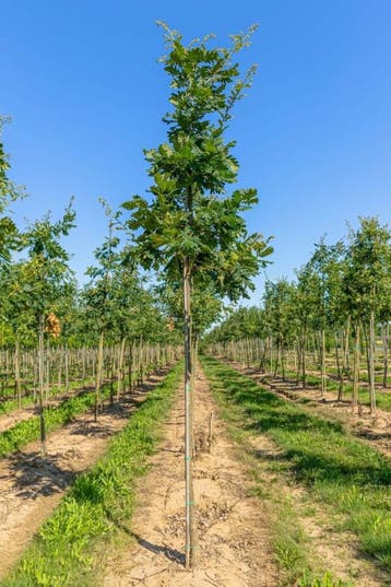 Quercus frainetto hoogstam, Tuin en Terras