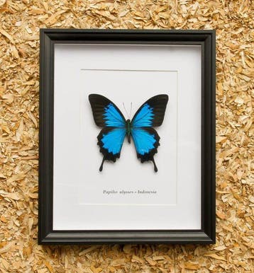 Vlinder Taxidermie volledige montage - Papilio ulysses -