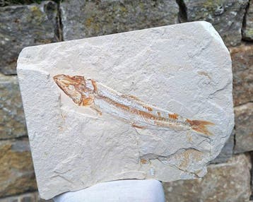 straalvinnige vissen - Gefossiliseerd dier - Prionolepis