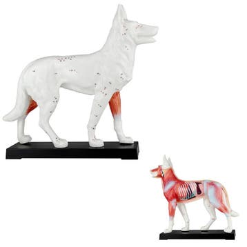 Acupunctuur model hond, Nieuw