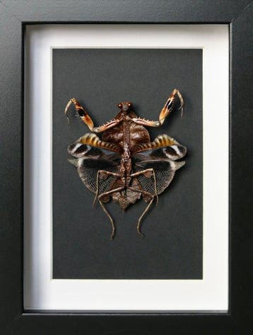 mantel Taxidermie volledige montage - Deroplatys lobata - 25