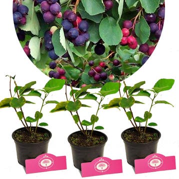 Amelanchier alnifolia Sleyt + Pot 12cm 3 stuks, Verzenden, Halfschaduw