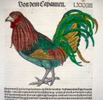 Conrad Gesner - First Issue - Capon Cockerel, Hen, bird -