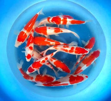 Hirasawa Marusei 27-34cm (Japanse Koi), Karper of Koi