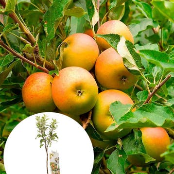 Appel Coxs Orange P. container (P18) Roze, Wit, Verzenden