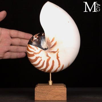 Prachtige gepolijste Nautilus pompilius-schelp - Basis van, Nieuw