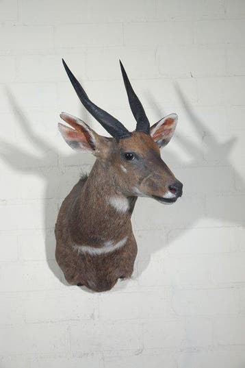 Bushbuck Taxidermie schoudermontage - Tragelaphus sylvaticus, Nieuw