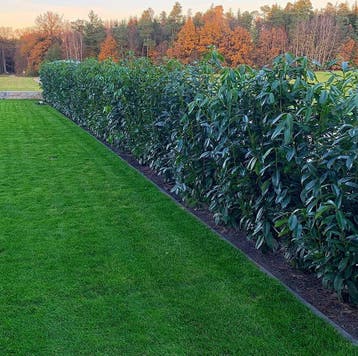 Laurierkers Prunus laurocerasus Genolia Haag 100-125 Kluit