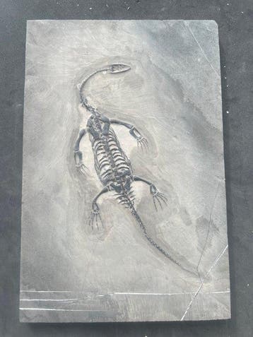 Zeereptiel - Gefossiliseerd dier - Fossile de Keichousaurus