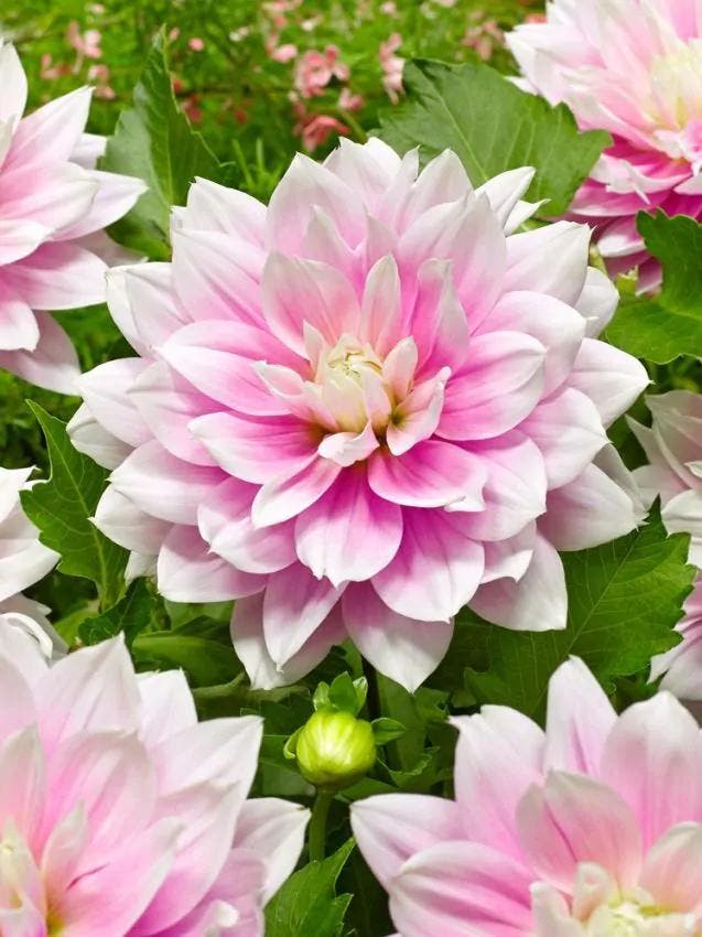 Dahlia Evanah (Roze, Dahlia’s kopen?), Tuin en Terras, Bloembollen en Zaden, Ophalen of Verzenden