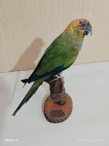 Nanday-conure Taxidermie volledige montage - Aratinga nenday, Nieuw