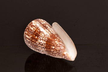 Zeeslak GEM  Skelet - Conus amadis - der Nachtjäger  - 0, Nieuw