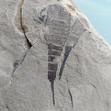 Rariteit fossiel Zee-schorpioen - Eurypterus remipes Siluur, Verzamelen