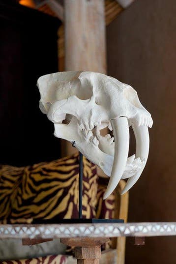 Geen reserveprijs - Een replica van de schedel van een