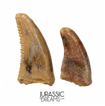 Set van 2 kleine Acheroraptor temertyorum (Dromaeosauride
