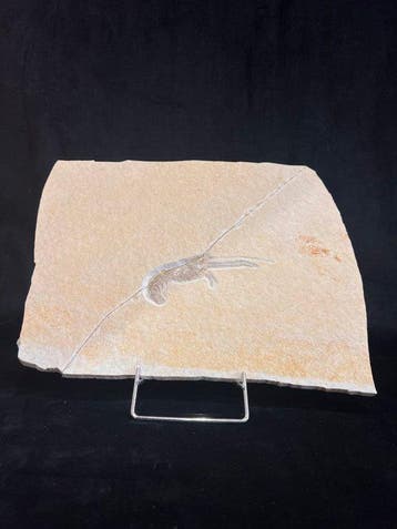 Schaaldier - Fossiel skelet - Mecochirus - 24 cm - 29.5 cm