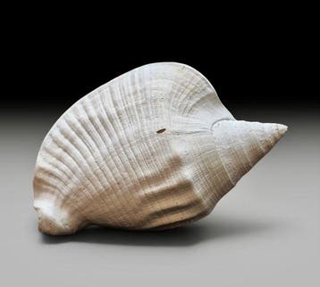 Gastropode - Gefossiliseerde schelp - Macrostrombus leidyi