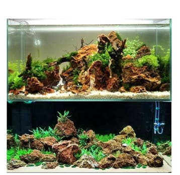 Maple Leaf stone 10-20cm - aquarium decoratie stenen, Dieren en Toebehoren, Verzenden, Nieuw, Plant(en), Steen of Hout