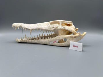 Nijlkrokodil Schedel van een reptiel - Crocodylus niloticus