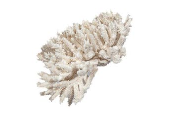 Uitzonderlijke Oculina (Budding Coral) op plexiglasbasis -, Nieuw