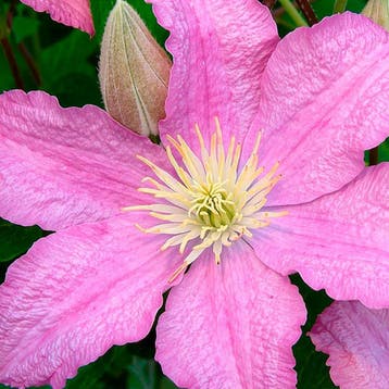 Clematis Comtesse de Bouchaud container (P14) Sierplanten, Verzenden, Overige soorten, Struik, Minder dan 100 cm
