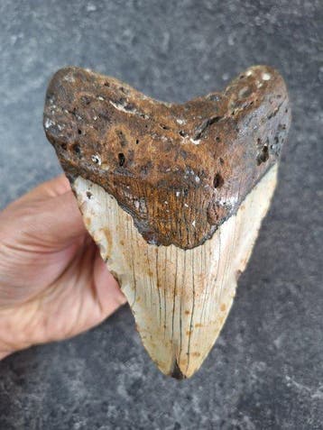 Megalodon - Fossiele tand - 13.4 cm - 10 cm
