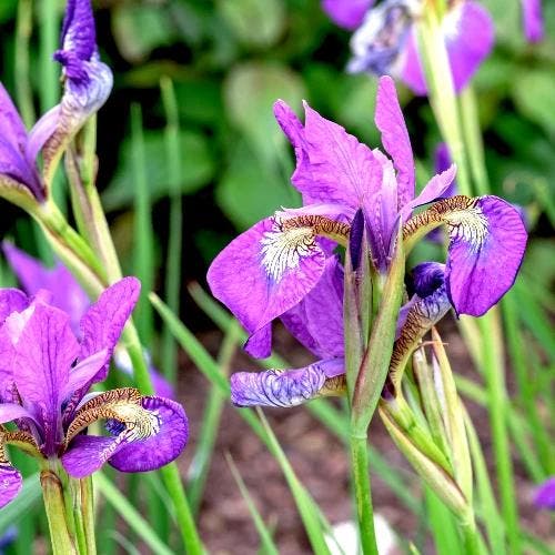 Iris Sibirica Sparkling rose - Wortelgoed - 5 stuks, Tuin en Terras, Planten | Tuinplanten, Verzenden